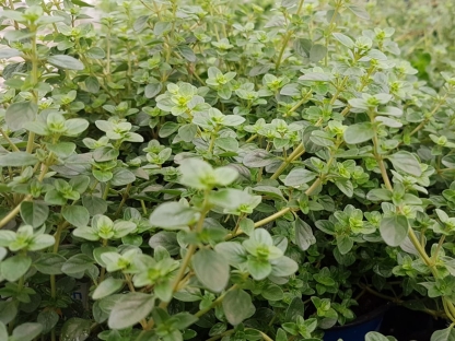 קורנית השפים(טימין) ק.11