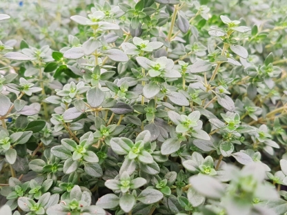 קורנית לימונית ק.11