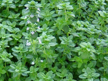 קורנית קומפקטית ק.11