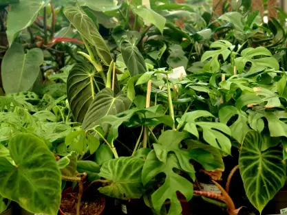 פילודנדרון / מונסטרה