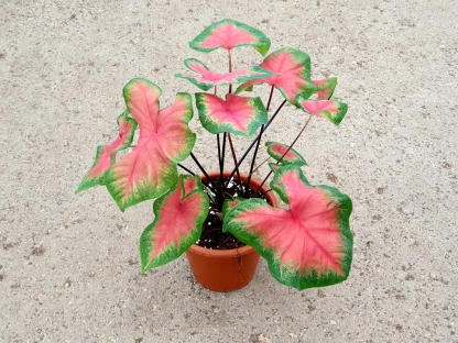 קלדיום - ע.15