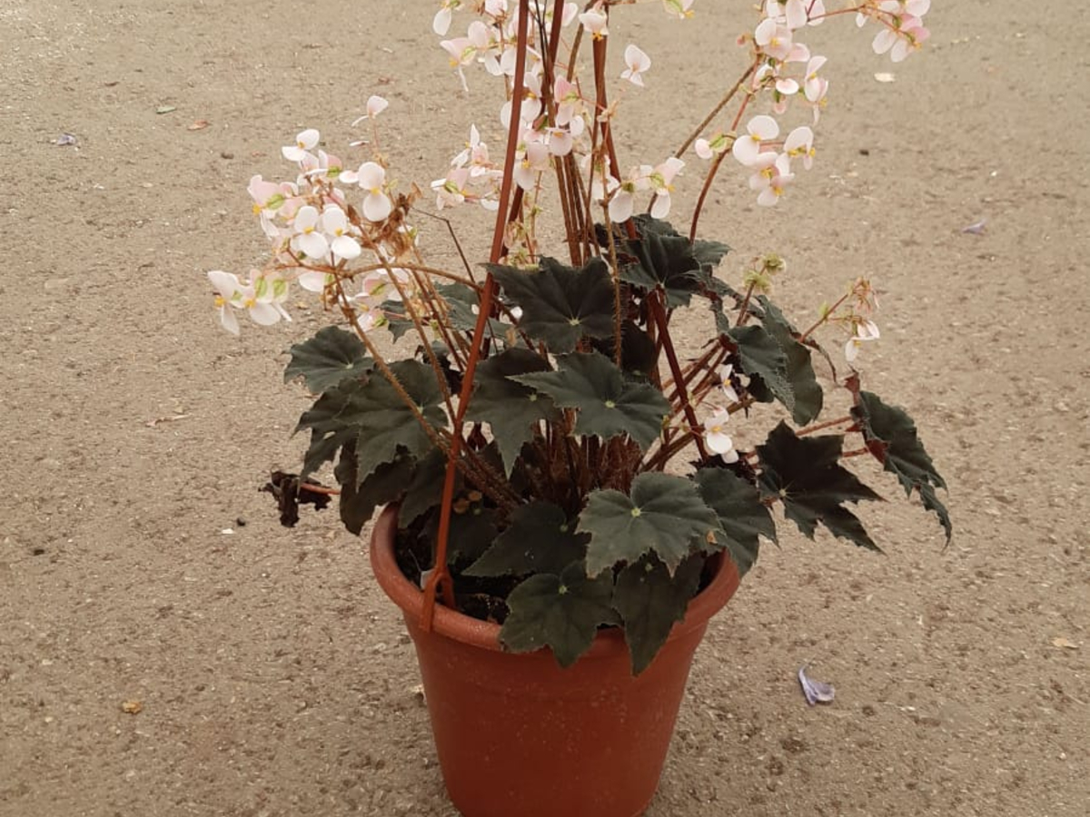 בגוניה קליאופטרה שחורה-ק. 20