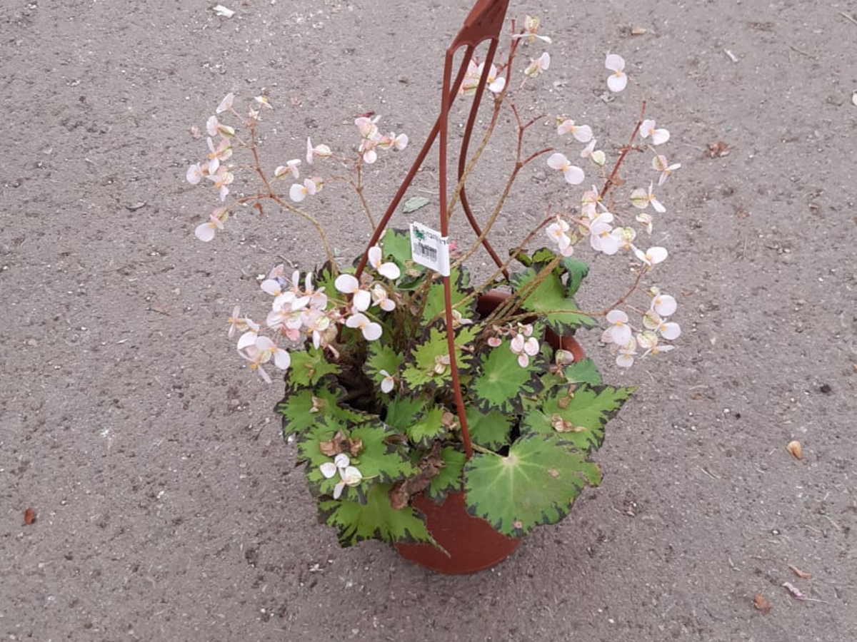 בגוניה קליאופטרה צהובה-ק. 20