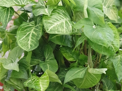 צמחי בית קלים לגידול