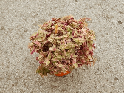 קליסיה רוסאטו - ק.11