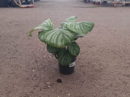 קלתיאה אורביפוליה בנטל- ע. 12