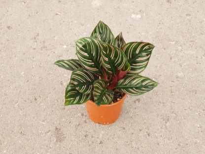 קלתיאה אורנטה- ע. 12