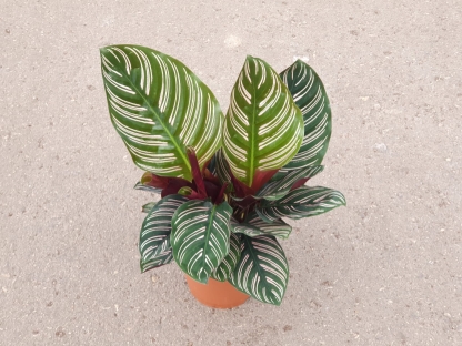 קלתיאה אורנטה- ע. 15