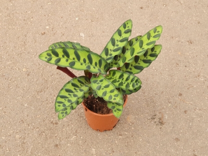 קלתיאה אינסיגניס-ע.12