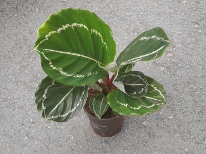 קלתיאה אפל בי - ע.12