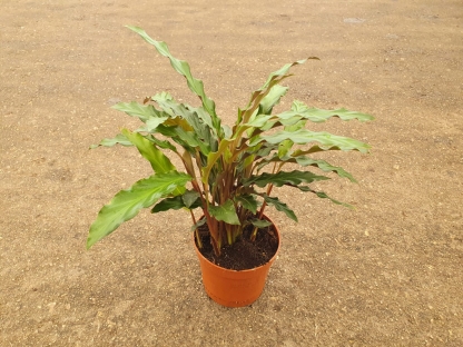 קלתיאה גראס / רופיברבה - ע.12