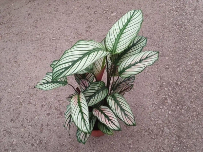 קלתיאה וויט סטאר - ע.14