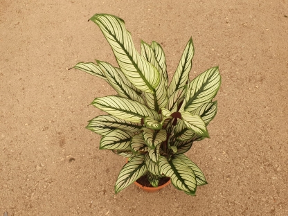 קלתיאה וויט סטאר - ע.17