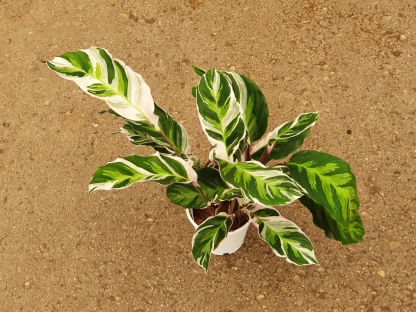 קלתיאה וויט פיוז'ן - ע.12