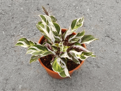 קלתיאה וויט פיוז'ן - ע.14