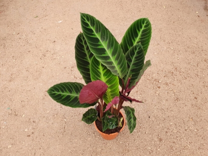 קלתיאה וורשביצי - ע.19