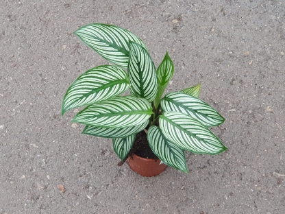 קלתיאה ויטאטה בנטל- ע. 12