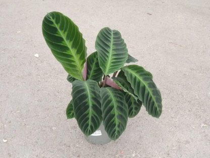 קלתיאה וורשביצי - ע.14