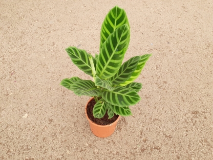 קלתיאה זברינה - ע.14