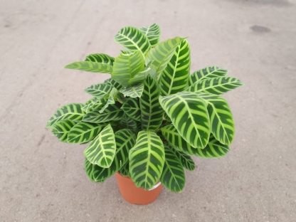 קלתיאה זברינה - ע.24