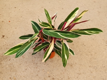 קלתיאה טריוסטאר - ע.12