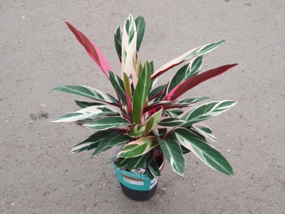 קלתיאה טריוסטאר - ע.19