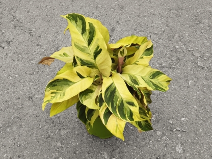 קלתיאה ילו פיוז'ן - ע.14