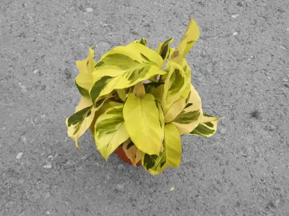 קלתיאה ילו פיוז'ן - ע.10