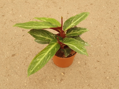 קלתיאה מג'יק סטאר - ע.12