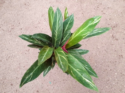 קלתיאה מג'יק סטאר - ע.18