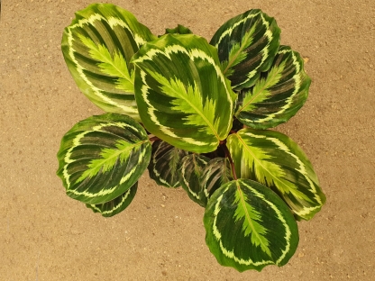 קלתיאה מדליון בנטל- ע. 14