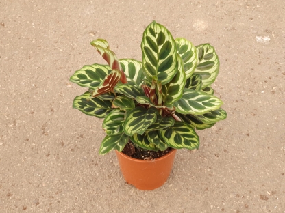 קלתיאה מקויאנה-ע.12