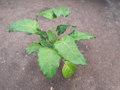 קלתיאה נטוורק - ע.14