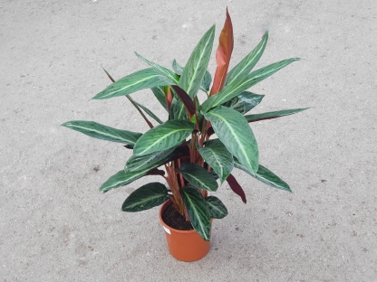 קלתיאה סטריפסטאר