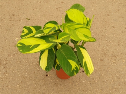 קלתיאה / כטננטה פילוסה מוזאיק - ע. 12