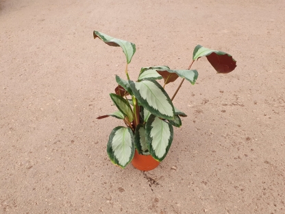 קלתיאה פיקטורטה בנטל- ע. 12