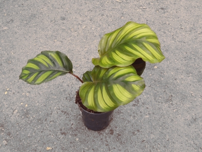 קלתיאה פסיאטה - ע. 12