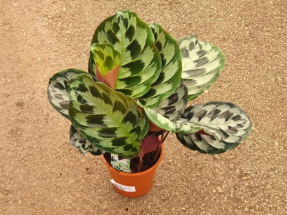 קלתיאה קנדי - ע.19