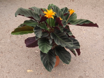 קלתיאה קרוקטה - ע. 14