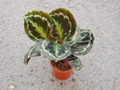 קלתיאה רוזה פיקטה - ע. 12