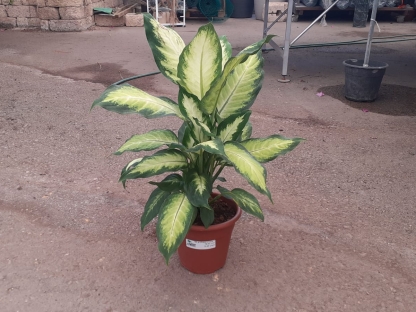 דיפנבכיה קמילה-ע. 18