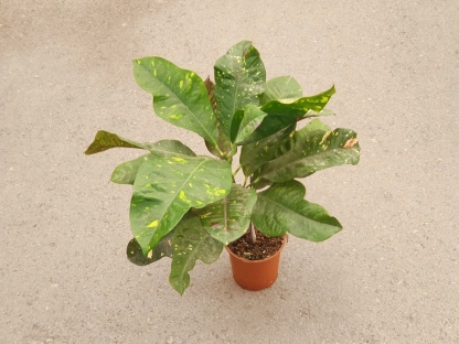 קרוטון מגניפיסינט