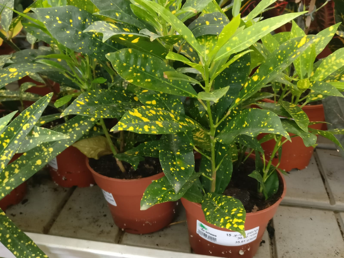 קרוטון מיני-ע. 15