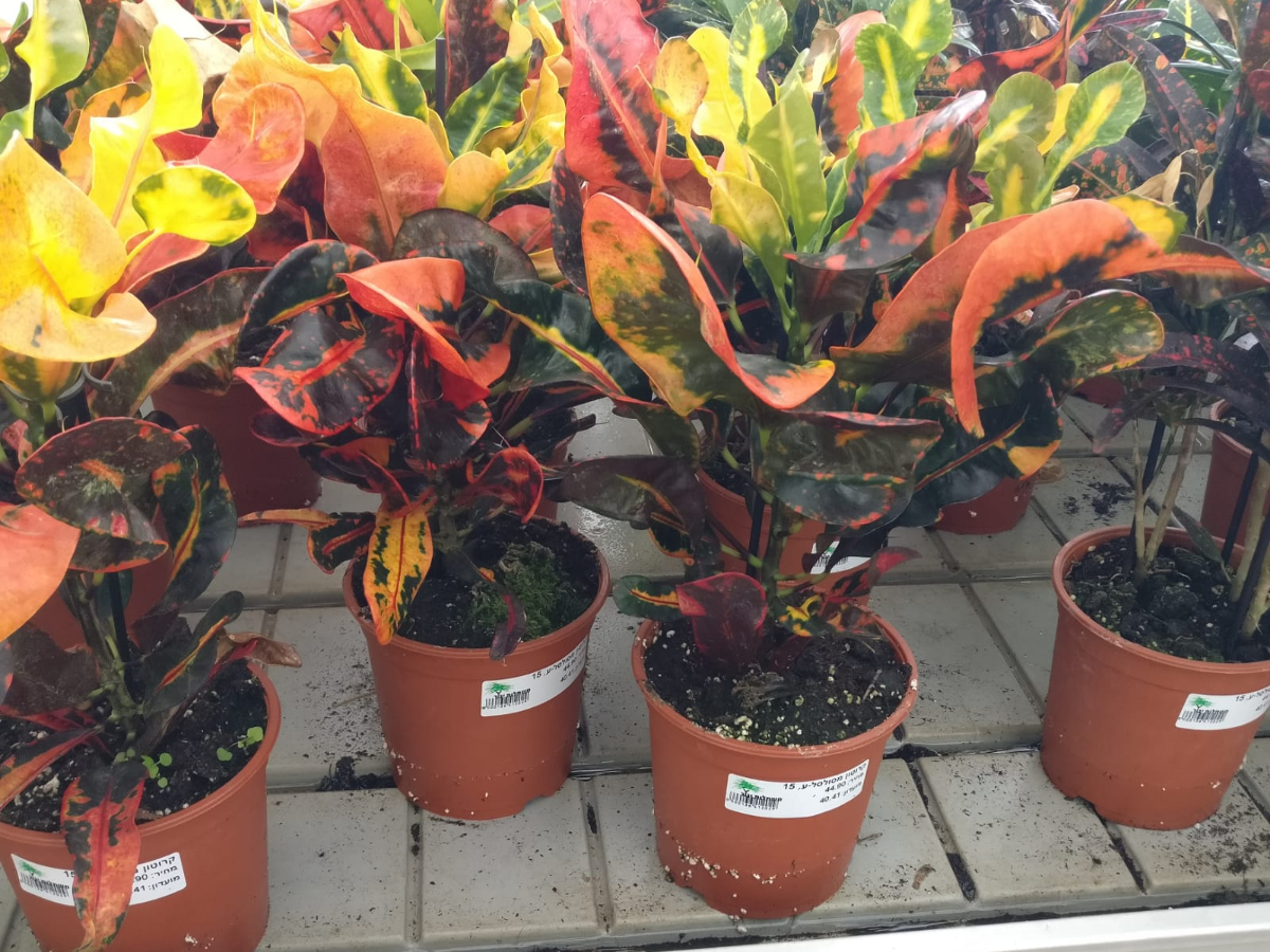 קרוטון מסולסל-ע. 15