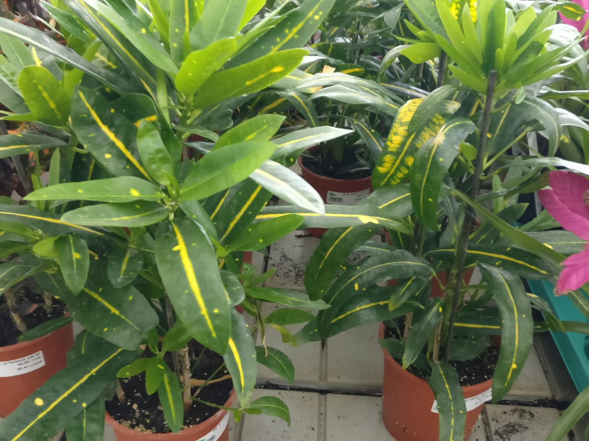 קרוטון סני סטאר-ע. 15