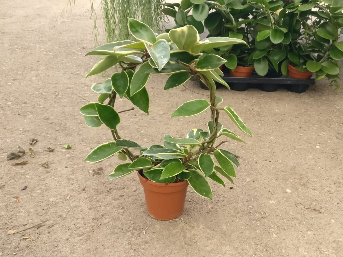 בת שבע/הויה קשת בנטל- ע. 14