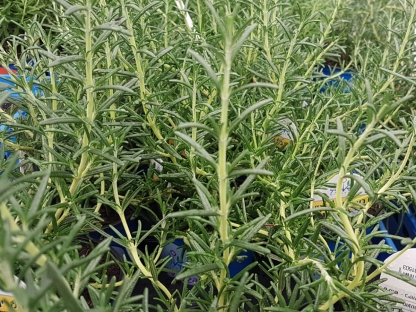 רוזמרין בלו-לגון ק.11