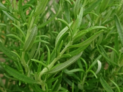 רוזמרין זקוף ק.11