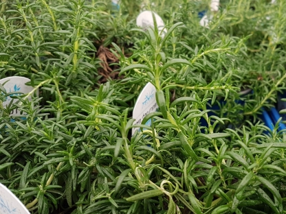 רוזמרין זוחל ק.11