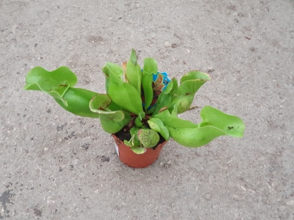 שופרית/סרקניה - ע. 9